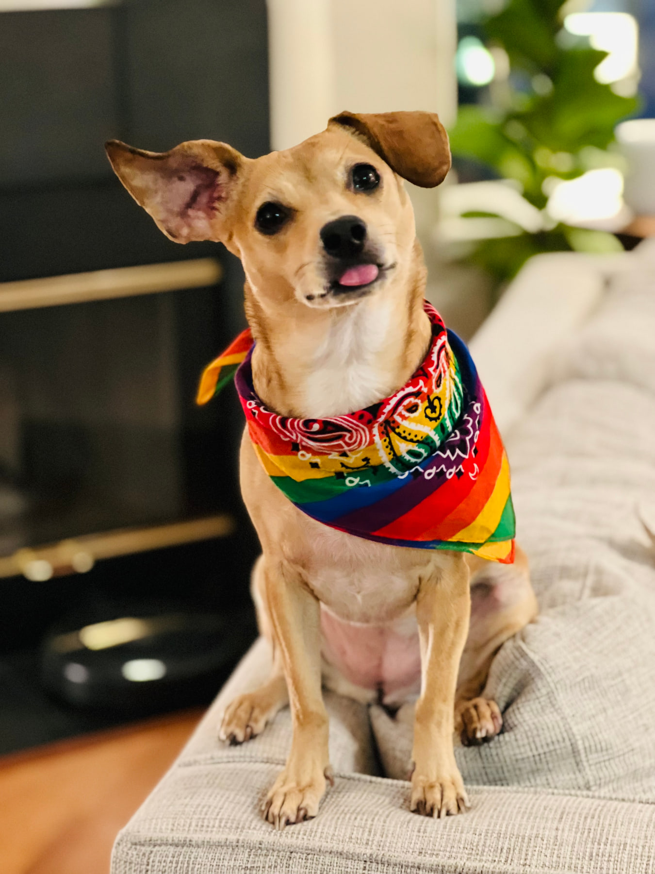 Ella the chiweenie wearing a rainbow bandana